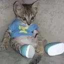 Support Lead